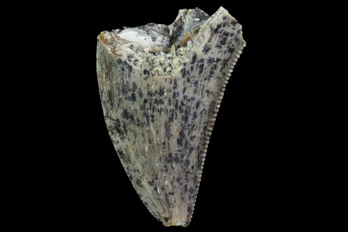 Partial, Serrated Theropod Tooth - North Dakota #88747